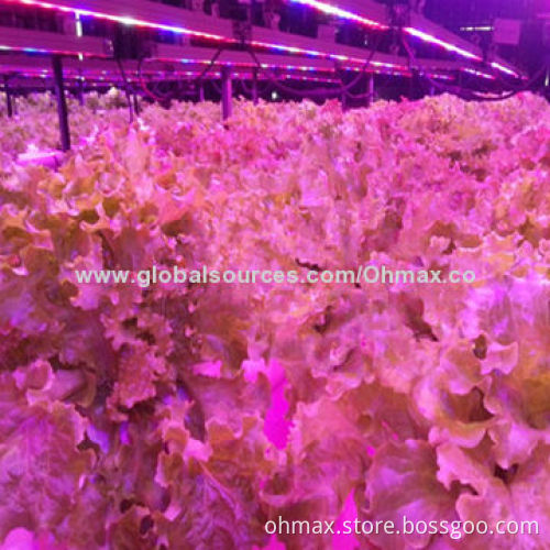 Greenhouse plant grow light, newest hi-tech LEDs with IP65 for indoor room growing lettuce/cabbage